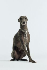 Broche nudo cristales plateado oscuro