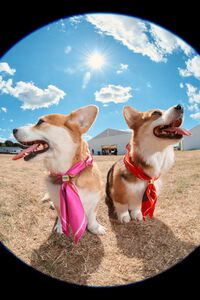 Charm pa&ntilde;uelo chihuahuas