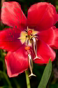 Pendientes pez dorados Pendientes pez dorados